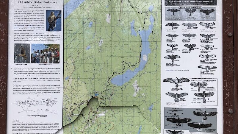 Hawkwatch - Rockaway Township, NJ