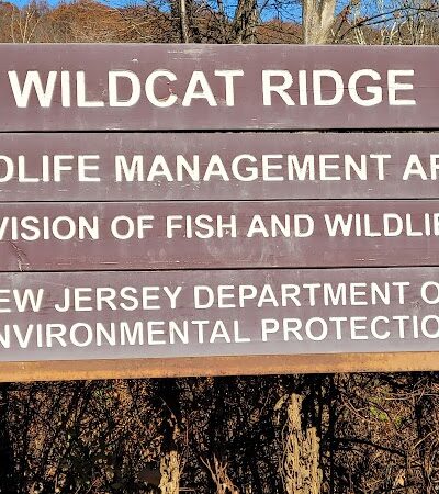 Hawkwatch - Rockaway Township, NJ