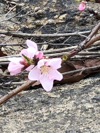 Hawkwatch - Rockaway Township, NJ