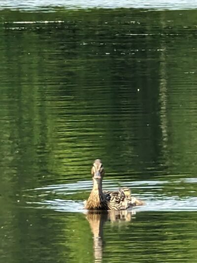 Lake Ames Park - Rockaway Township, NJ