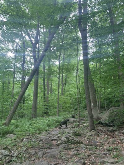 Wildcat Trailhead - Rockaway Township, NJ