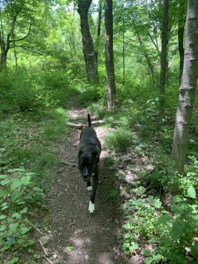 Wildcat Trailhead - Rockaway Township, NJ