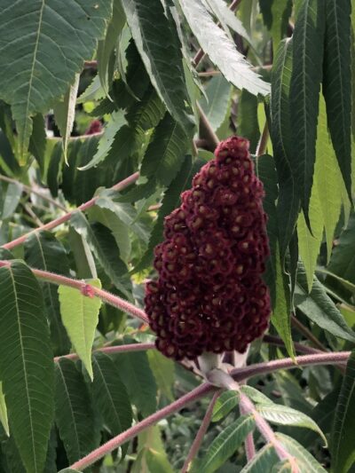 Wildcat Trailhead - Rockaway Township, NJ