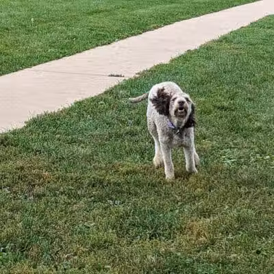 Canine Corners Dog Park - Elliot Park - Rockford, IL