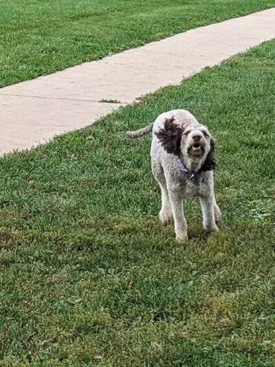 Canine Corners Dog Park - Elliot Park - Rockford, IL