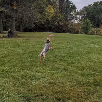 Canine Corners Dog Park - Elliot Park - Rockford, IL
