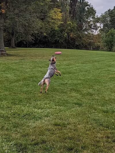 Canine Corners Dog Park - Elliot Park - Rockford, IL