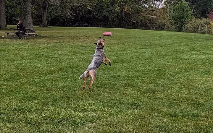 Canine Corners Dog Park - Elliot Park - Rockford, IL