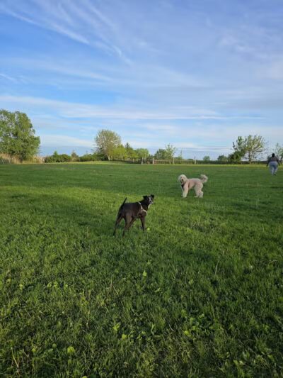 Canine Corners Dog Park - Elliot Park - Rockford, IL