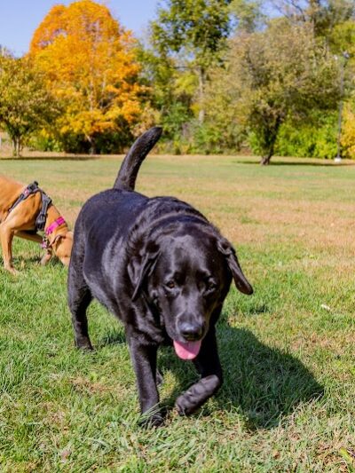 Canine Corners Dog Park - Searls Park - Rockford, IL