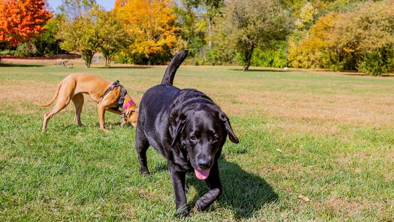 Canine Corners Dog Park - Searls Park - Rockford, IL