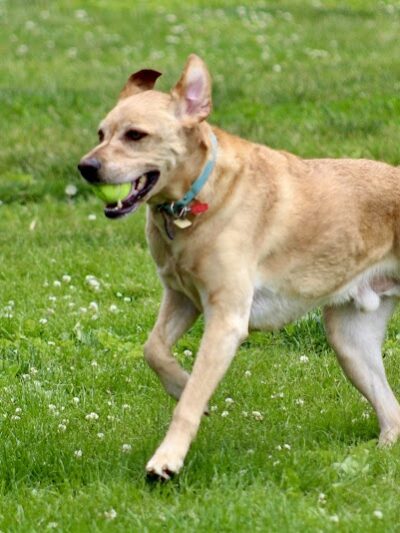 Canine Corners Dog Park - Searls Park - Rockford, IL