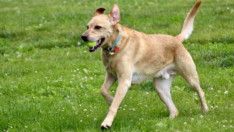 Canine Corners Dog Park - Searls Park - Rockford, IL