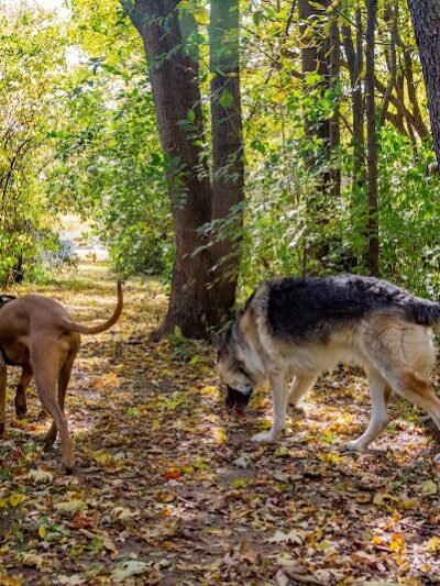 Canine Corners Dog Park - Searls Park - Rockford, IL