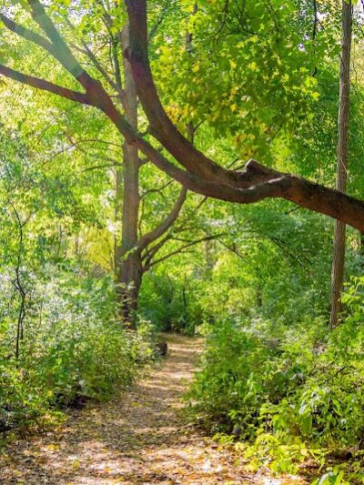 Canine Corners Dog Park - Searls Park - Rockford, IL