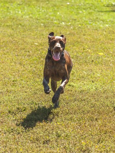 Canine Corners Dog Park - Searls Park - Rockford, IL
