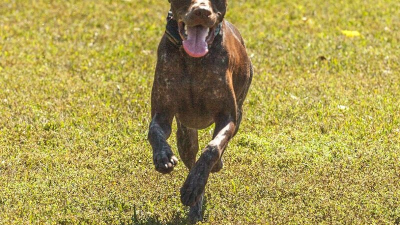 Canine Corners Dog Park - Searls Park - Rockford, IL
