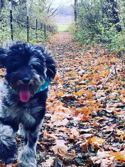 Canine Corners Dog Park - Searls Park - Rockford, IL