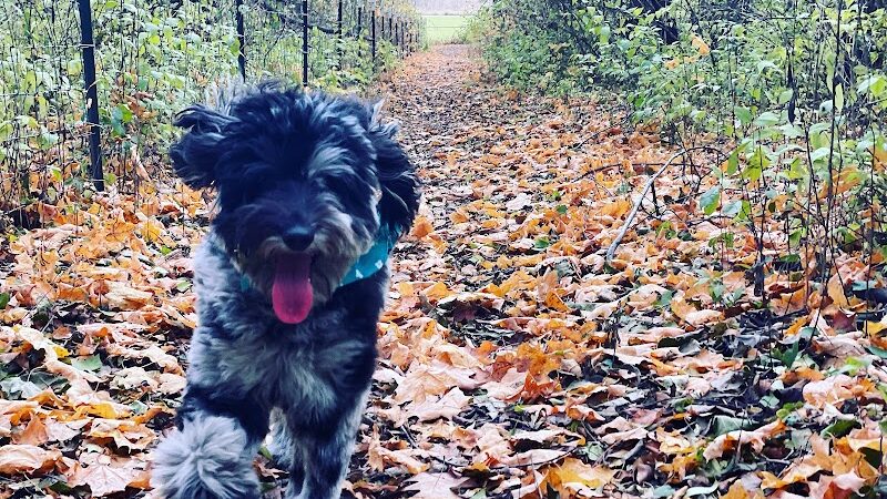 Canine Corners Dog Park - Searls Park - Rockford, IL