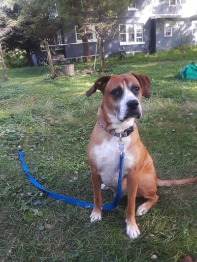 Canine Corners Dog Park - Searls Park - Rockford, IL