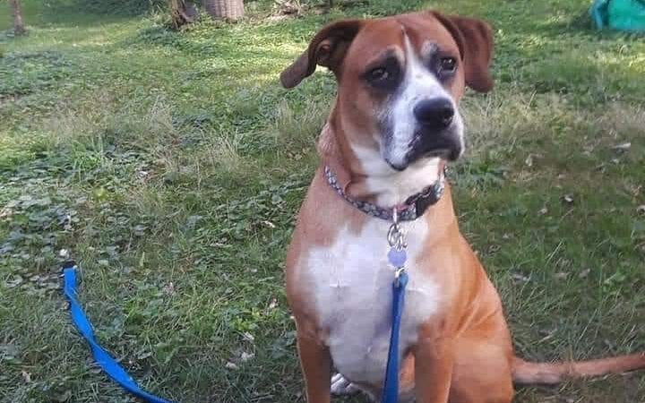 Canine Corners Dog Park - Searls Park - Rockford, IL