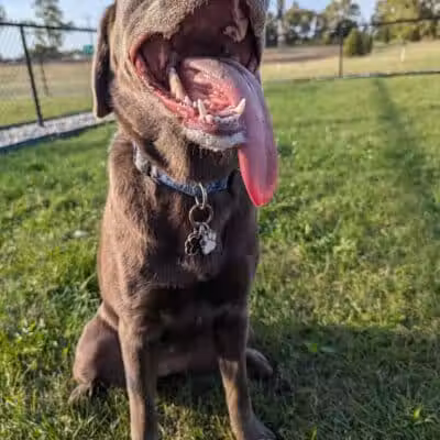 Dog Park at Love's Travel Stops - Rockford, IL