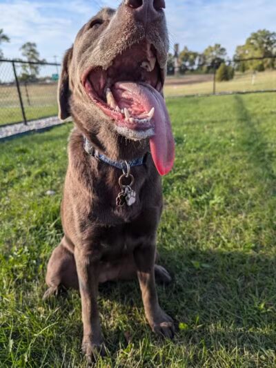 Dog Park at Love's Travel Stops - Rockford, IL