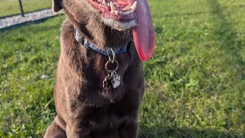 Dog Park at Love's Travel Stops - Rockford, IL