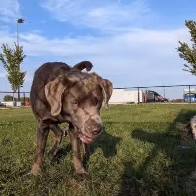 Dog Park at Love's Travel Stops - Rockford, IL
