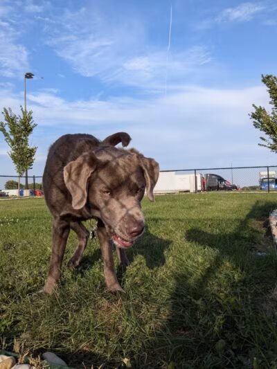 Dog Park at Love's Travel Stops - Rockford, IL