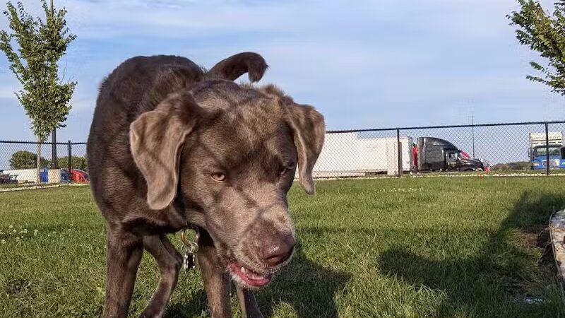 Dog Park at Love's Travel Stops - Rockford, IL