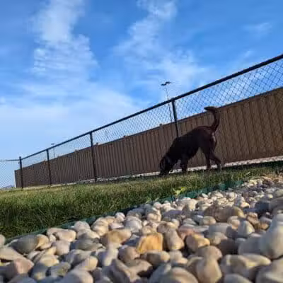 Dog Park at Love's Travel Stops - Rockford, IL