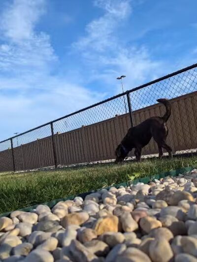 Dog Park at Love's Travel Stops - Rockford, IL