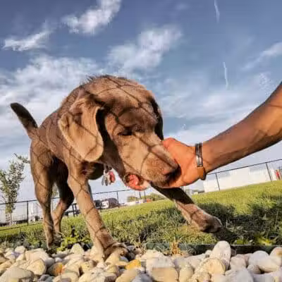 Dog Park at Love's Travel Stops - Rockford, IL