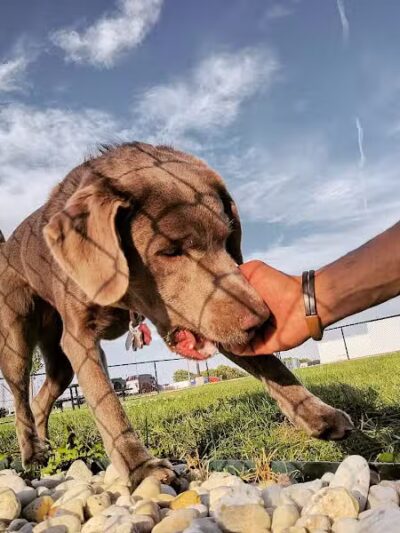 Dog Park at Love's Travel Stops - Rockford, IL