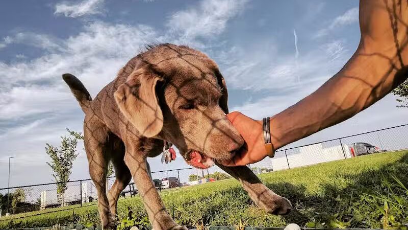 Dog Park at Love's Travel Stops - Rockford, IL