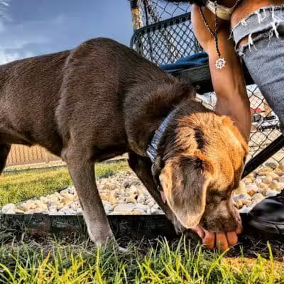 Dog Park at Love's Travel Stops - Rockford, IL