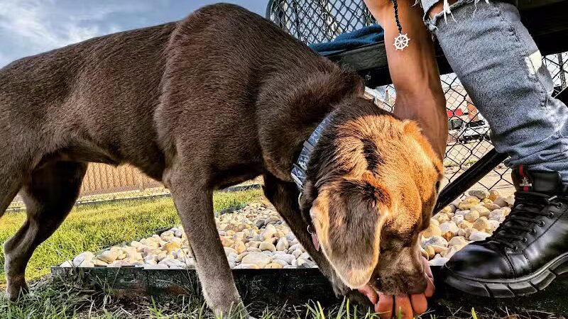Dog Park at Love's Travel Stops - Rockford, IL