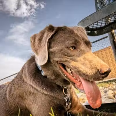 Dog Park at Love's Travel Stops - Rockford, IL