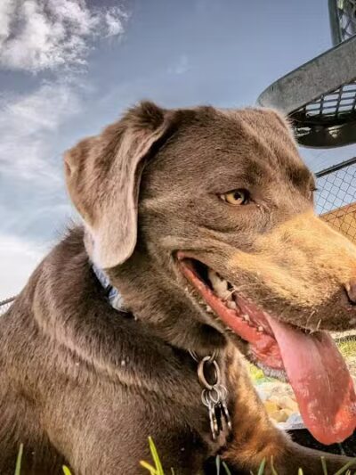 Dog Park at Love's Travel Stops - Rockford, IL