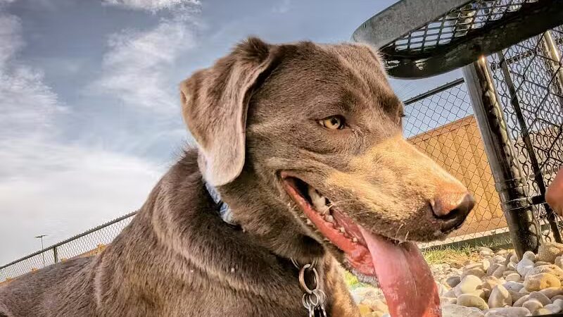 Dog Park at Love's Travel Stops - Rockford, IL
