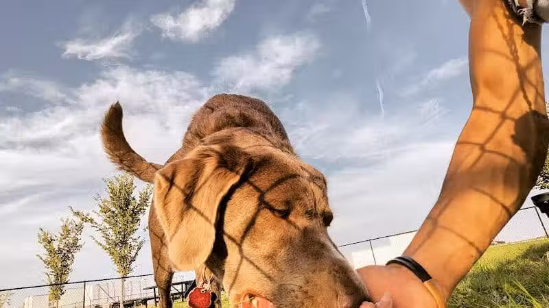 Dog Park at Love's Travel Stops - Rockford, IL