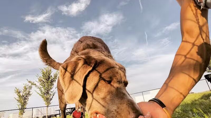 Dog Park at Love's Travel Stops - Rockford, IL
