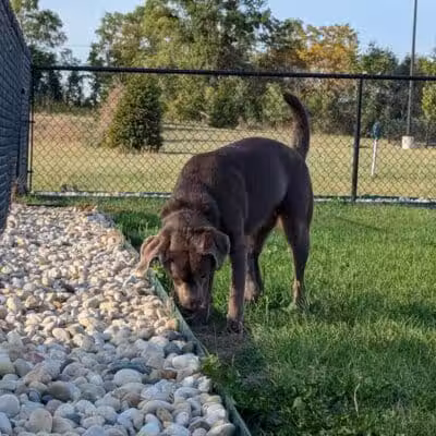 Dog Park at Love's Travel Stops - Rockford, IL