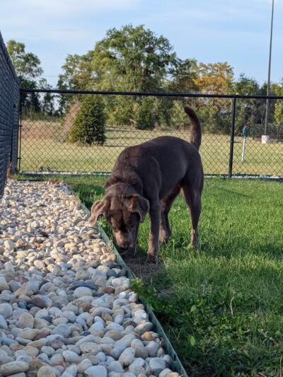 Dog Park at Love's Travel Stops - Rockford, IL