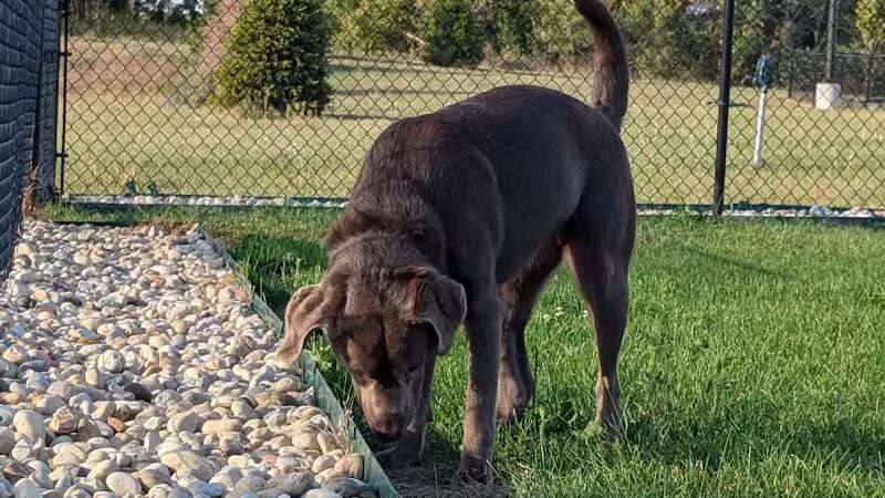 Dog Park at Love's Travel Stops - Rockford, IL