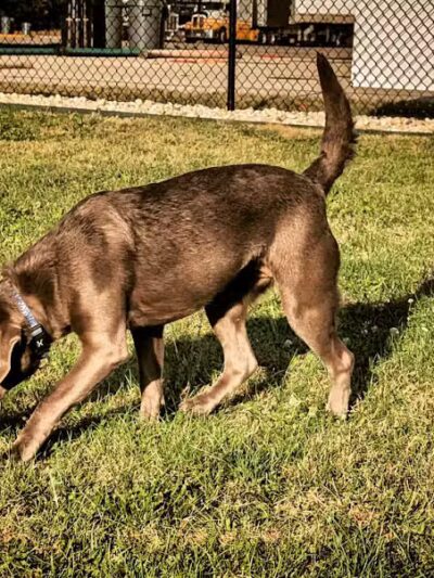 Dog Park at Love's Travel Stops - Rockford, IL