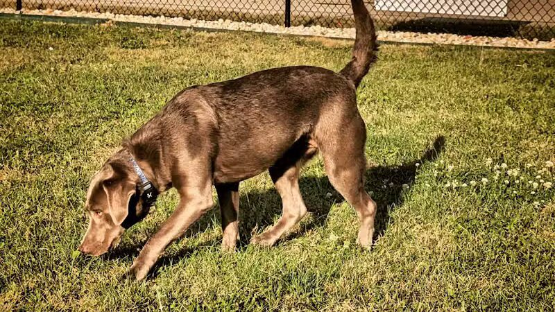 Dog Park at Love's Travel Stops - Rockford, IL