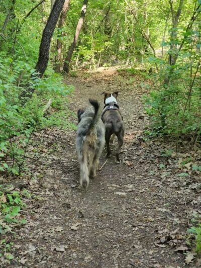 Searls Park - Rockford, IL