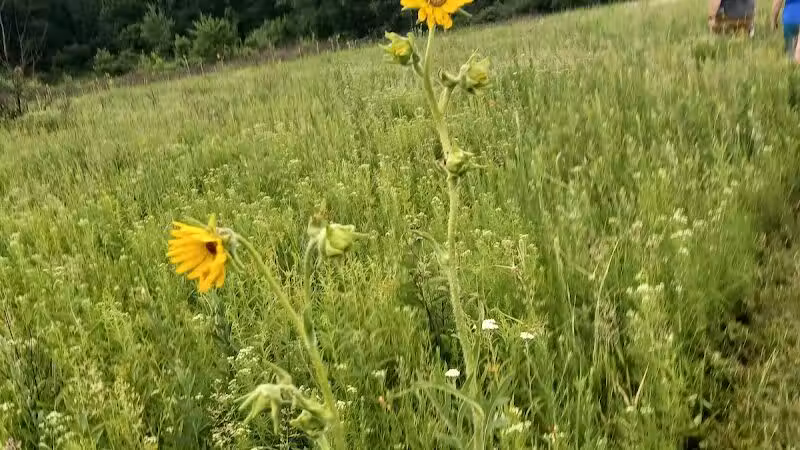 Searls Park - Rockford, IL